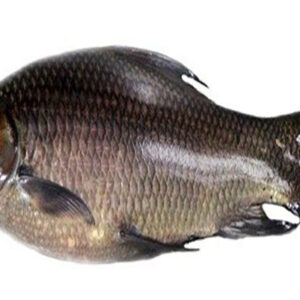 Kalibaush Maach