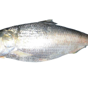 Elish Maach (1500g)