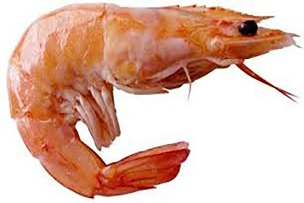 Dry Tiger Prawn (100g)