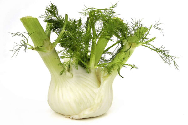 Mouri (Fennel)