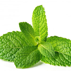 Fresh Mint