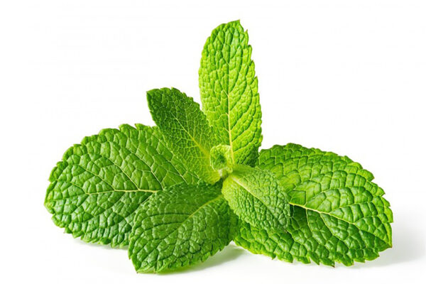 Fresh Mint