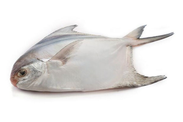 Rupchanda (1-1.2 Kg)