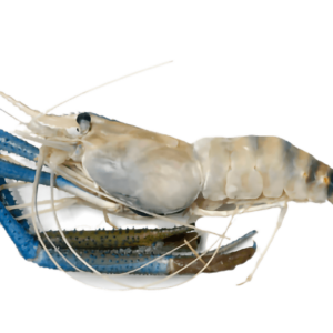 King Prawns (1 Kg)