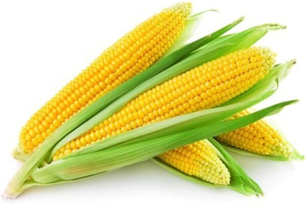 Sweet corn