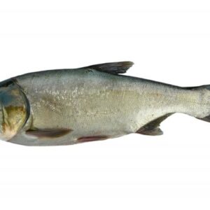 Silver Carp