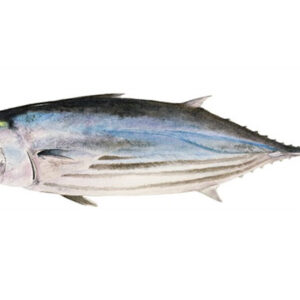 Tuna Fish